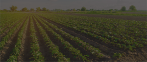 agricultural erp
