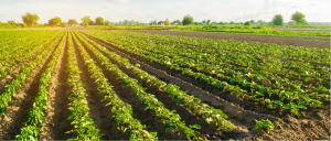 Helping agribusiness' optimise food and fibre production-Leverage-01