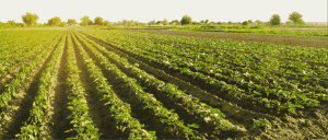agricultural erp software