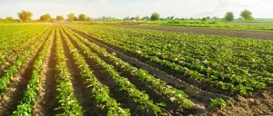 agricultural erp software